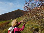 21 Mangerecce e buone le bacche di rosa canina